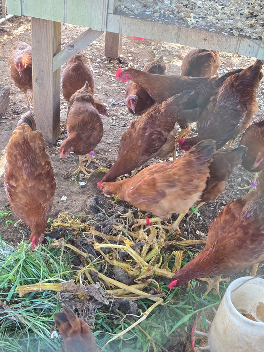 chickens eating