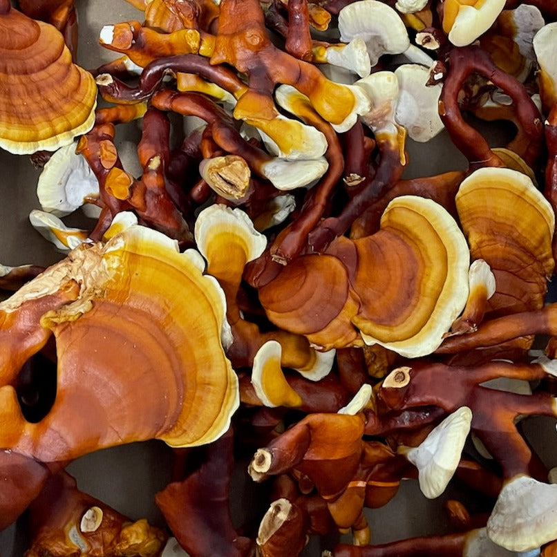 Dried Reishi