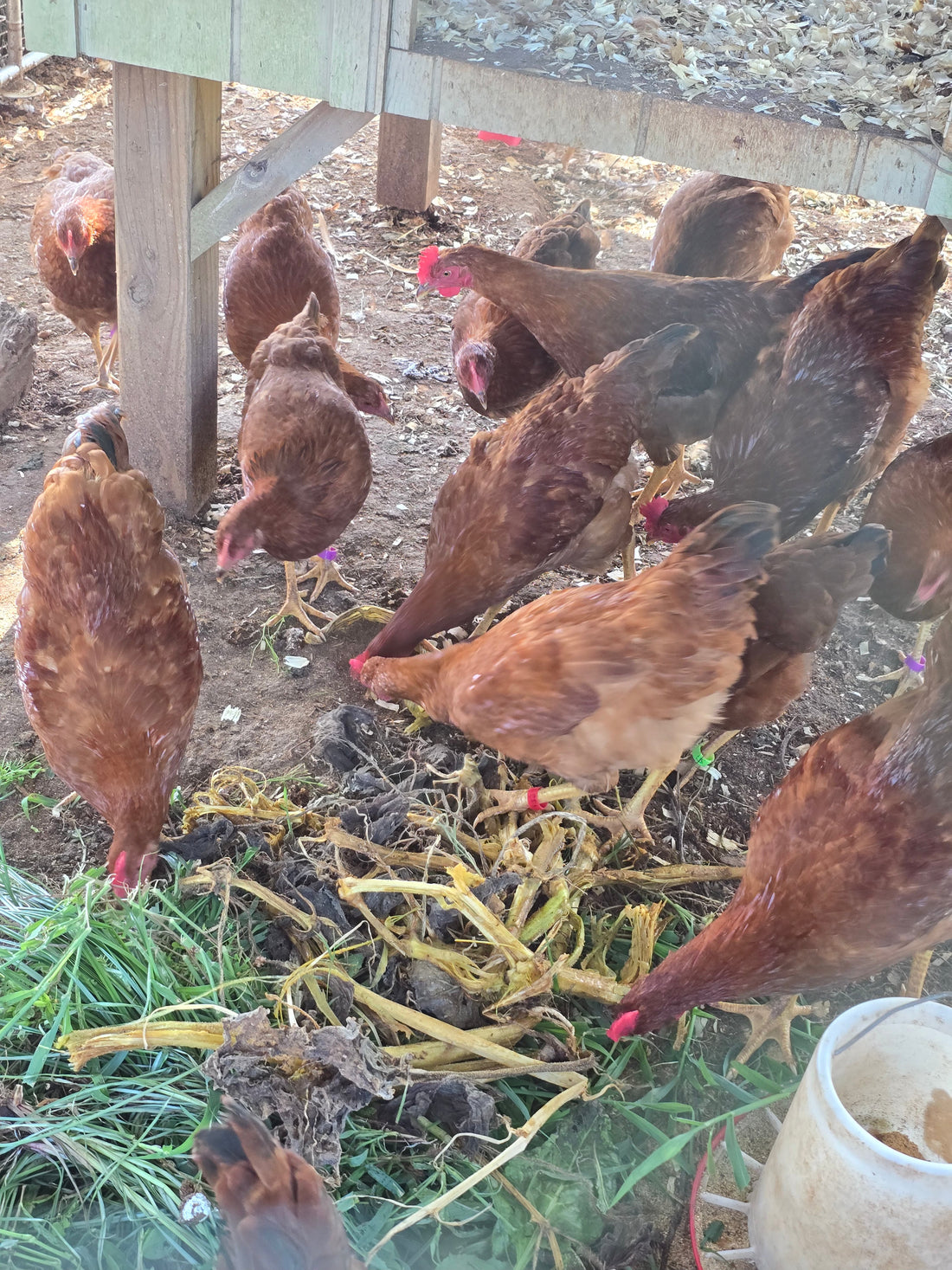 chickens eating