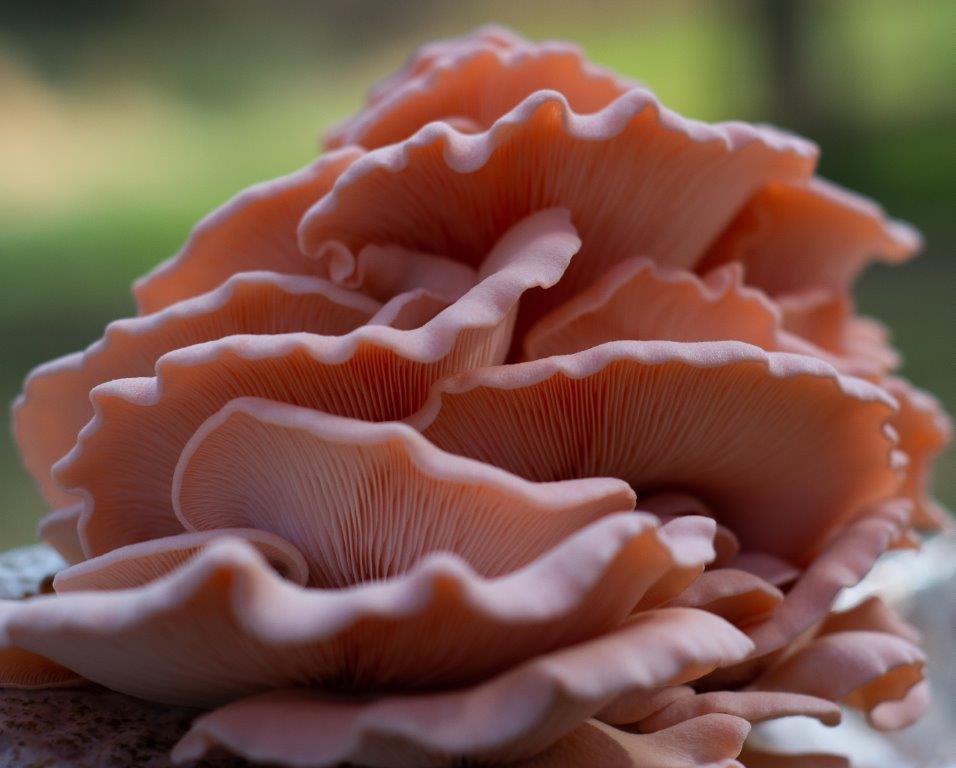 Haw River Mushrooms photo 12