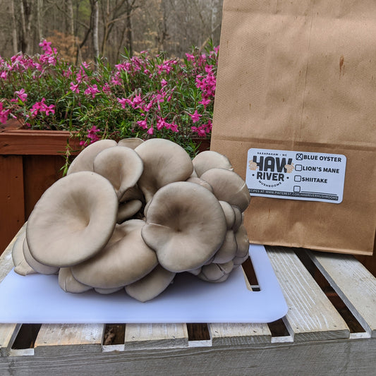 1lb Blue Oyster Mushrooms
