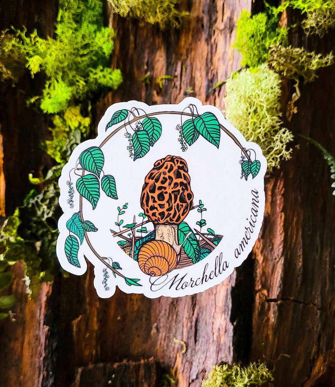 Morchella americana | Realistic Mushroom Sticker