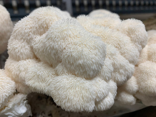 Grow Your Own Lion's Mane Mushrooms, 10lb bag