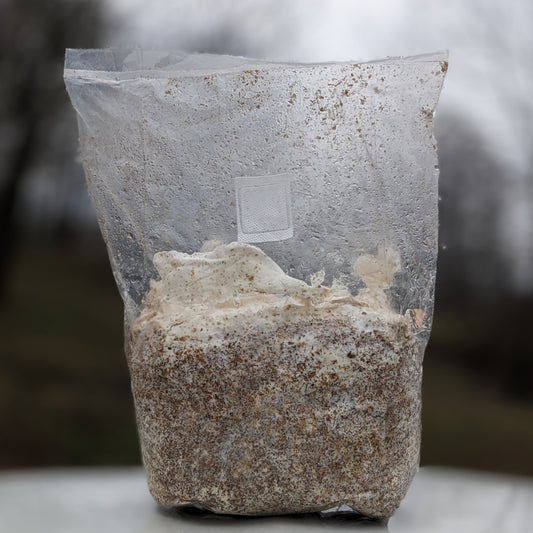 Blue Oyster Sawdust Spawn, 10lb bag
