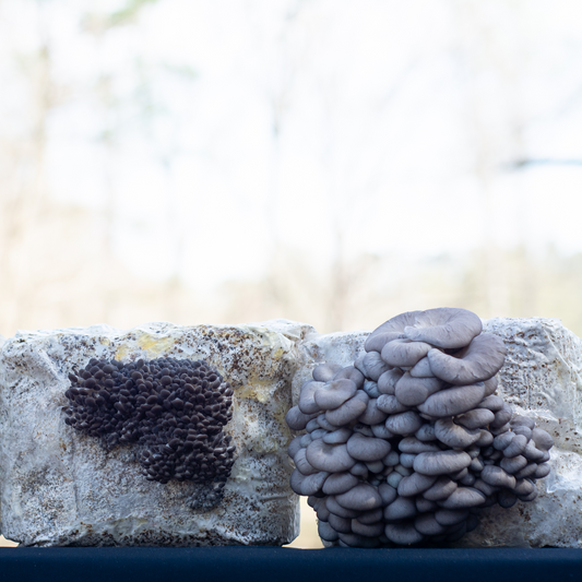 Grow Your Own Blue Oyster Mushrooms, 10lb bag